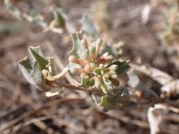 Attēlu rezultāti vaicājumam “Atriplex littoralis fruit”