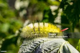 Attēlu rezultāti vaicājumam “Calliteara pudibunda”