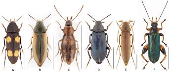 Attēlu rezultāti vaicājumam “Melandrya dubia”