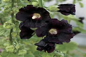 Image result for Stockrose