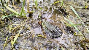 Attēlu rezultāti vaicājumam “Pelophylax”