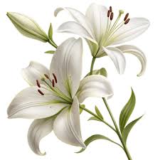 Image result for Lilie