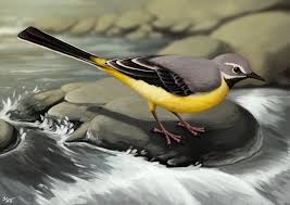 Attēlu rezultāti vaicājumam “Motacilla cinerea”