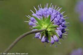 Attēlu rezultāti vaicājumam “Succisa pratensis leaf”