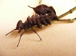 Attēlu rezultāti vaicājumam “Stauropus fagi larva”