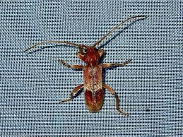 Attēlu rezultāti vaicājumam “Dichrorampha simpliciana”