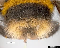 Attēlu rezultāti vaicājumam “Bombus terrestris”
