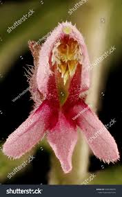 Attēlu rezultāti vaicājumam “Odontites vulgaris leaf”