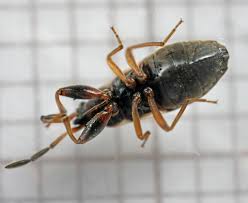 Attēlu rezultāti vaicājumam “Scolopostethus thomsoni”