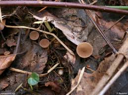 Attēlu rezultāti vaicājumam “Ciboria amentacea”