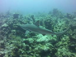 Image result for Carcharhinus perezii