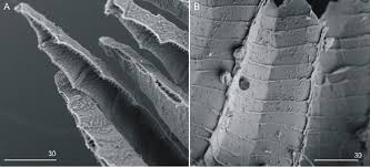 Attēlu rezultāti vaicājumam “Plagiothecium nemorale”