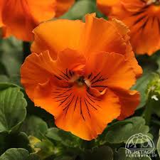 Image result for Viola wittrockiana