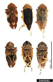 Attēlu rezultāti vaicājumam “Philaenus spumarius”