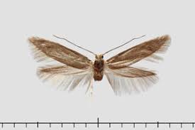 Attēlu rezultāti vaicājumam “Argyresthiidae”