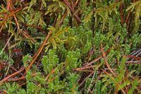 Attēlu rezultāti vaicājumam “Barbilophozia barbata”