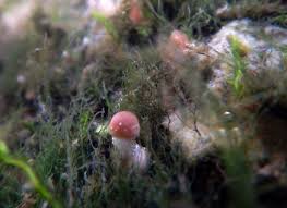 Attēlu rezultāti vaicājumam “Lignydium muscorum young”