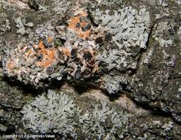 Attēlu rezultāti vaicājumam “Erythricium aurantiacum”