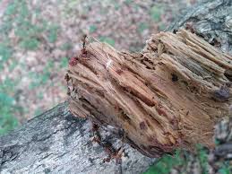 Attēlu rezultāti vaicājumam “Badhamiopsis praetermissa”