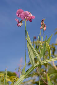 Attēlu rezultāti vaicājumam “Lathyrus”