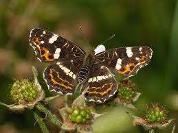 Attēlu rezultāti vaicājumam “Araschnia levana”