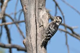 Attēlu rezultāti vaicājumam “Dendrocopos minor female”