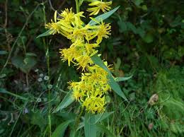 Attēlu rezultāti vaicājumam “Solidago virgaurea flower”