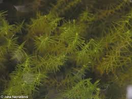 Attēlu rezultāti vaicājumam “Callitriche hermaphroditica leaf”