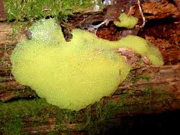 Attēlu rezultāti vaicājumam “Stemonitis flavogenita”