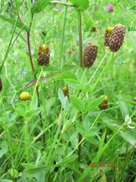 Attēlu rezultāti vaicājumam “Trifolium spadiceum flower”