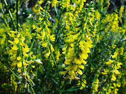 Attēlu rezultāti vaicājumam “Melilotus”