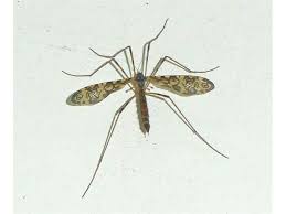 Attēlu rezultāti vaicājumam “Epiphragma ocellare”