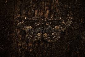 Attēlu rezultāti vaicājumam “Parascotia fuliginaria”