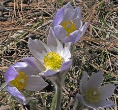 Attēlu rezultāti vaicājumam “Pulsatilla patens fruit”