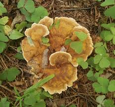 Attēlu rezultāti vaicājumam “Onnia tomentosa”