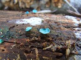 Attēlu rezultāti vaicājumam “Chlorociboria aeruginascens”