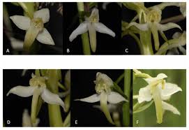 Attēlu rezultāti vaicājumam “Platanthera chlorantha flower”