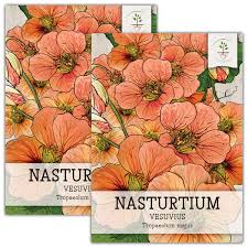 Attēlu rezultāti vaicājumam “Tropaeolum majus bud”