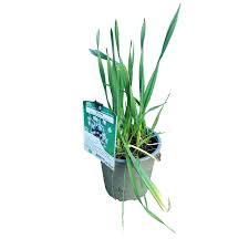 Attēlu rezultāti vaicājumam “Allium scorodoprasum”