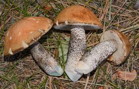 Attēlu rezultāti vaicājumam “Leccinum versipelle”