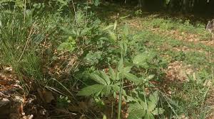 Attēlu rezultāti vaicājumam “Cardamine bulbifera leaf”