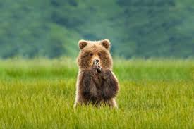Image result for brown bear