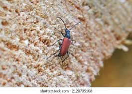 Attēlu rezultāti vaicājumam “Anastrangalia sanguinolenta”