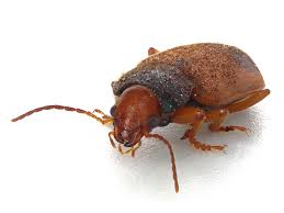 Attēlu rezultāti vaicājumam “Diachromus germanus”