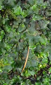 Attēlu rezultāti vaicājumam “Pellia epiphylla sporophyte”