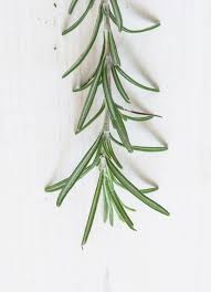 Image result for Rosmarin
