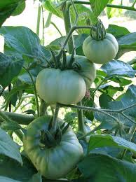 Afbeeldingsresultaat voor cabin tomato