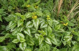 Attēlu rezultāti vaicājumam “Lamiastrum galeobdolon”