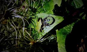 Attēlu rezultāti vaicājumam “Palomena prasina imago”