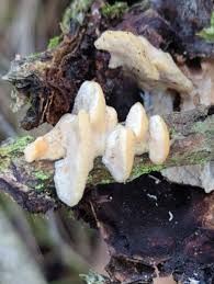 Attēlu rezultāti vaicājumam “Antrodiella faginea”